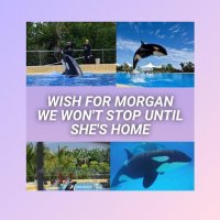 Wish for Morgan(@wishformorgan) 's Twitter Profile Photo