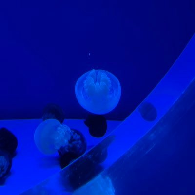 human31180860's profile picture. ヒトです