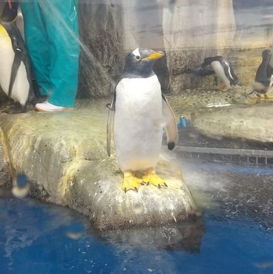 🐧生まれ変わりました🐧