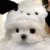 딴지 (@danzii_bb) Twitter profile photo 딴지 (@danzii_bb) Twitter profile photo