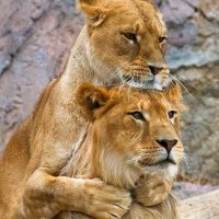 Üsame Keçe (@bozonyx) 's Twitter Profile