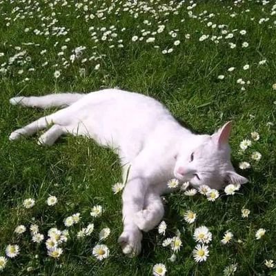 BuggsBunnnyyyy's profile picture. Kemu'22
 🇵🇰