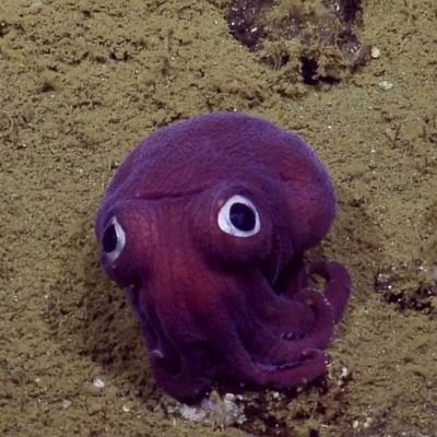 Oct0pyie's profile picture. 