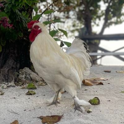 AliIbra713's profile picture. Explorer, learner, and avid reader on a mission to inspire and make a positive impact in the world. A proud Addu Boy.