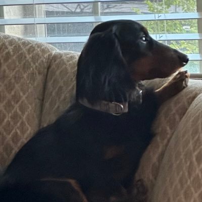 Dad, husband, got sober 5/5/13, UT Austin Alum, Steelers Fan. Football Junkie, Sports Bettor, Music, Finance, Fitness, Boater, Dachshund Owner DFW/ PK Lake TX