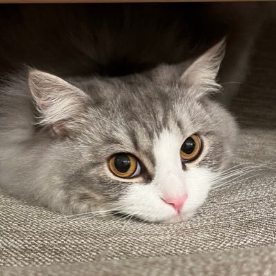 清く、正しく、美しく。 猫(ぽんず)。日常生活、お歌、アニメ、ドラマ、アグリコラ、バスケ、グラブル(引退)、ウマ娘(引退)、FF14(かじっただけ)、ツリネバ(プレイ中)。