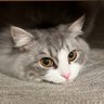 uparupa123456's profile picture. 清く、正しく、美しく。 猫(ぽんず)。日常生活、お歌、アニメ、ドラマ、アグリコラ、バスケ、グラブル(引退)、ウマ娘(引退)、FF14（かじっただけ）、ツリネバ(プレイ中)。