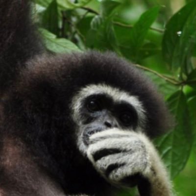 MissGibbon123 Profile Picture