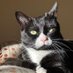 Phoebe, Selene and Mr Binx (@phoebeandselene) Twitter profile photo Phoebe, Selene and Mr Binx (@phoebeandselene) Twitter profile photo