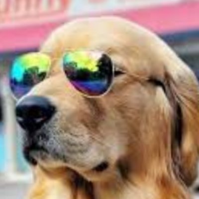 DogsRHeaven's profile picture. 