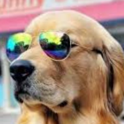 DogsRHeaven Profile Picture