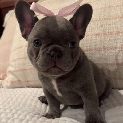 StudyE0's profile picture. 