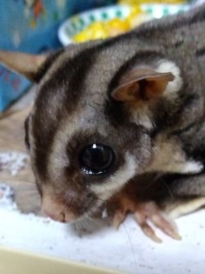 動物とジャズが大好きな独身のオバサンです。30年位、猫と暮らしていましたが今はフクロモモンガのもんもちゃんと暮らしています。でも素早いのでなかなか写真が撮れないです⁉︎