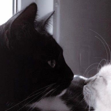 AxyTheory's profile picture. @myasanxo ♡