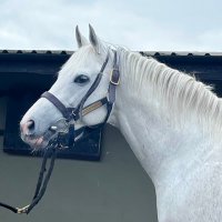 Coolagown Stud(@CoolagownStud) 's Twitter Profile Photo