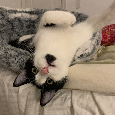 MangouLemon's profile picture. 