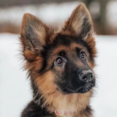 Tsingtao29611's profile picture. 溜达溜达