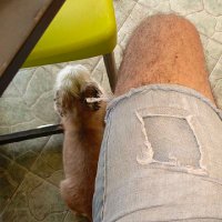 Mr. Pérez (@pijao_indio) 's Twitter Profile