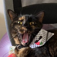 Dr Han Reardon-Smith 🇵🇸🇵🇸🇵🇸 (@_cyberbanshee) 's Twitter Profile