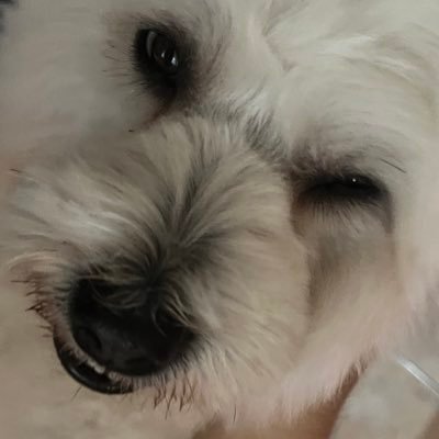 mwuariii's profile picture. 