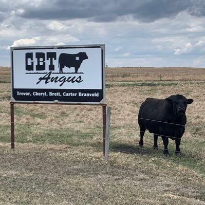 GBT Angus-a family owned operation. Trevor, Cheryl, Brett and Carter Branvold. Practicing regenerative land management with our regionally adapted foragers.