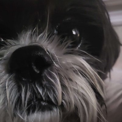 bluestinkman's profile picture. i blue i'mb 14 and am good boy | human pronounse he/they | insta: blueshihztu | tiktok: bluestinkman