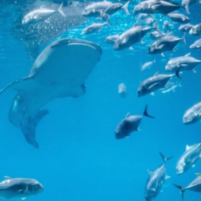 shokichi404's profile picture. ☀️周辺お勉強中