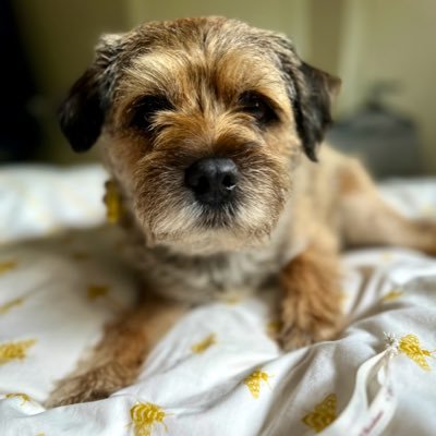 #ProudnNoble. Lord Moss of the #BTPosse. Just a scruffy, brown kuri from #FarFarAwayLandNextStopPenguins. Busy doing busy things. Bit of a barky knob. MD ANT ✊