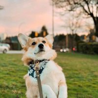 Corgi Earth(@CorgiEarth) 's Twitter Profile Photo