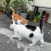🐈 (@1978jsirikon) Twitter profile photo