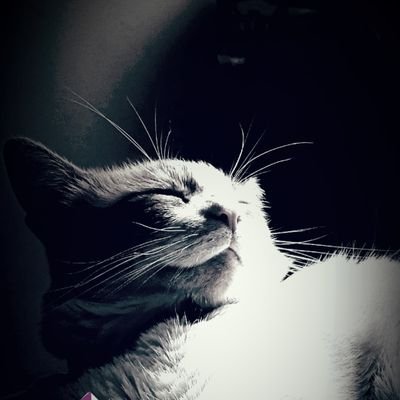 jorgeCP_'s profile picture. Muchos hobbis poco tiempo!