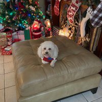 Linda Gonzales (@linstx) 's Twitter Profile