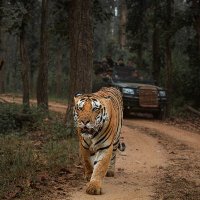 Tiger Safari India(@Indiasafari) 's Twitter Profile Photo