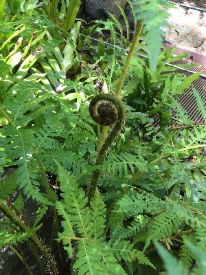 naturewins2023's profile picture. "For all their talk of education, modern societies neglect to examine by far the most influential means by which their populations are educated" - The News