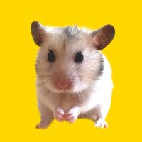 せんぱい🐹 (@senpai_hamu) 's Twitter Profile Photo せんぱい🐹 (@senpai_hamu) 's Twitter Profile Photo