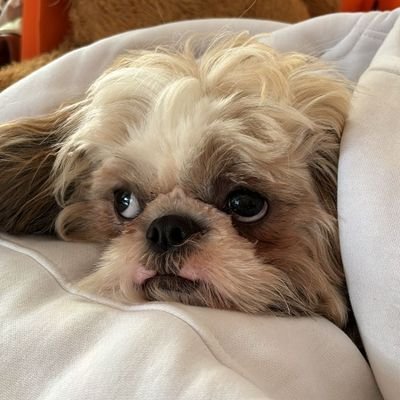 lilly_1836's profile picture. I'm Lily. birth 24/3/23.
