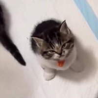 tyyutyy (@miayuumii) 's Twitter Profile Photo