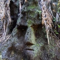 Pungaface (@stustring) 's Twitter Profile