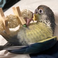 ゆゆゆ (@sorachun0303) 's Twitter Profile