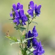 ddlb_'s profile picture. 