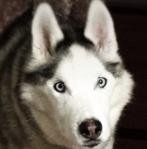 LarleeD's profile picture. Proud to be Canadian, married and alive, but necessarily in that order.