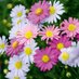 Gänseblümchen 🌼 (@animado1308) Twitter profile photo Gänseblümchen 🌼 (@animado1308) Twitter profile photo