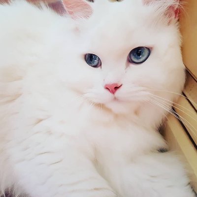 猫も犬も大好きです。 料理も大好きです。 また、キッチンでの経験を良きパートナーと共有することも大好きです。 仲良くしていただければ幸いです、よろしく
フォローしてくださいフォローします👍😊無言でごめんなさい💯