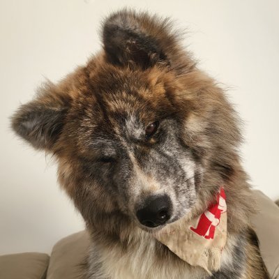 dogbearman's profile picture. 