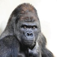 LILY (@nigiri0tsubusu) 's Twitter Profile Photo