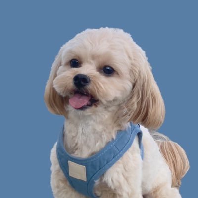 inachannel_jp's profile picture. ペキプー(ペキニーズ×トイプードル)🍓2022.02.04うまれのおんなのこ