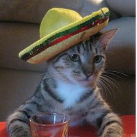 LampMaster-228 (@228lampmaster) 's Twitter Profile