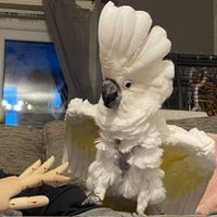 Max Birb(@CockatooMax) 's Twitter Profile Photo