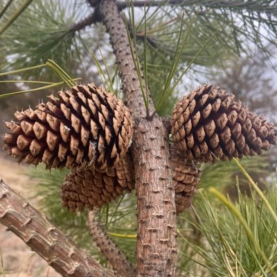 BeforePine's profile picture. I am. The end. Living in Bliss. Present tense only. 100% now. Freedom is available in this very moment. Be now, be free.