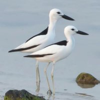 نـاديــه🍃 (@nadih87361614) Twitter profile photo